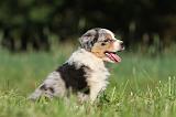 BERGER AUSTRALIEN PUPPIES 185
